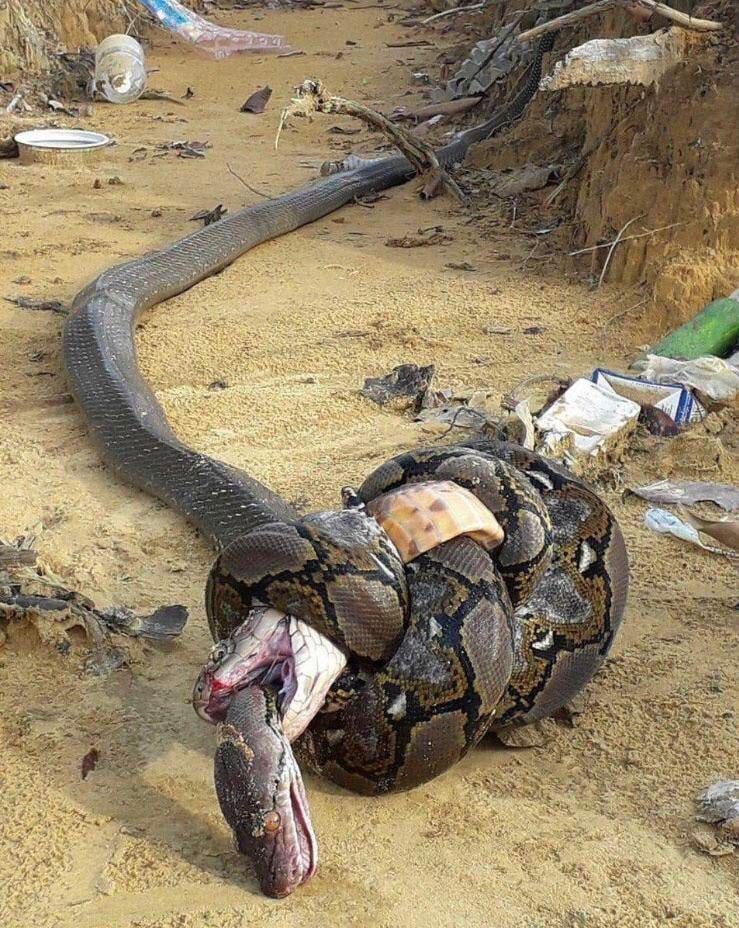 king-cobra-bites-python-python-constricts-cobra-cobra-gets-v0-ddv4rd7y1f6d1.jpeg