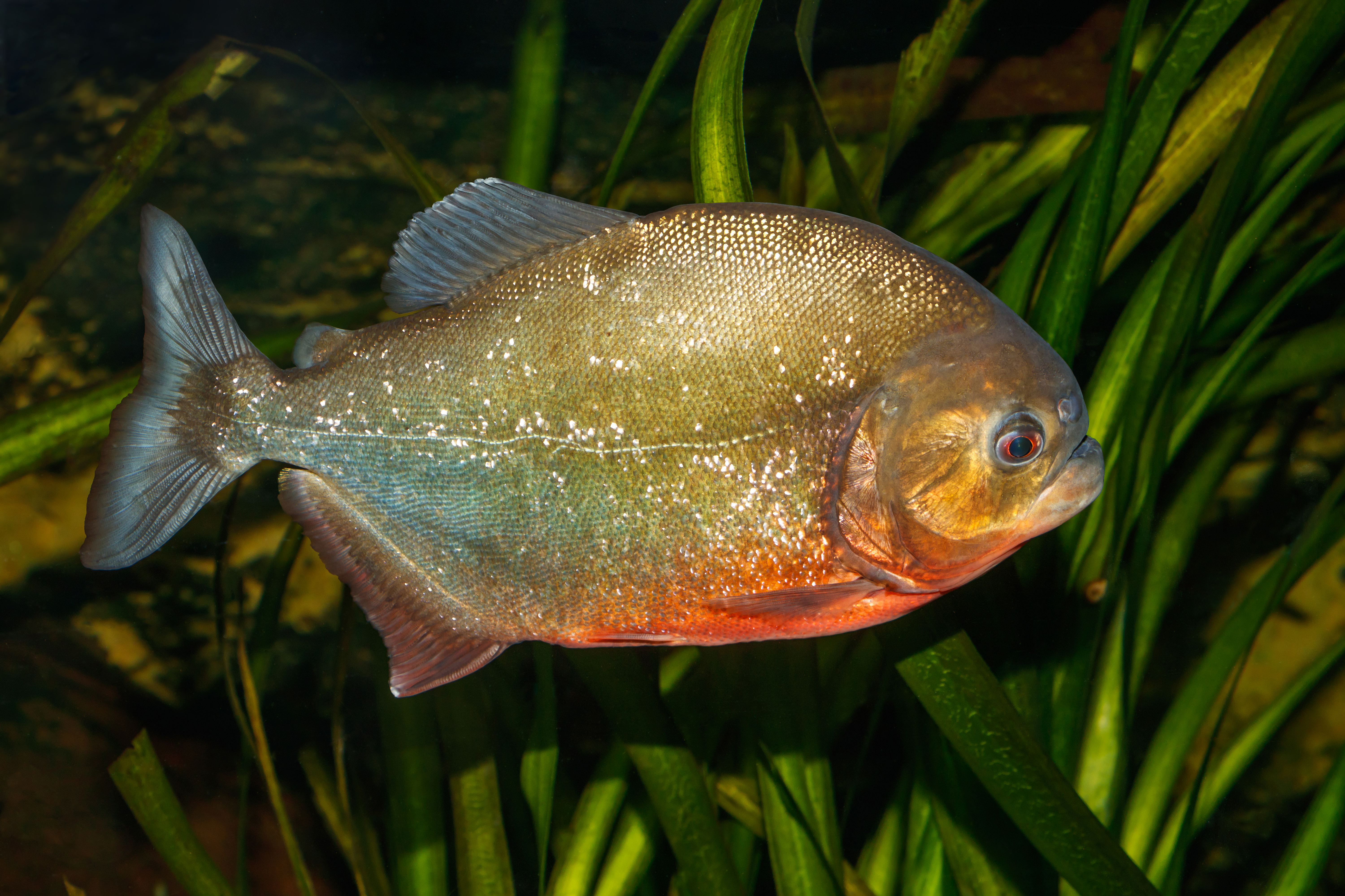 Pygocentrus_nattereri_-_Karlsruhe_Zoo_01.jpg