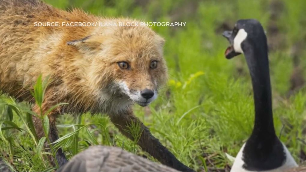 fox-vs--goose-1-6895186-1716321416705.jpg