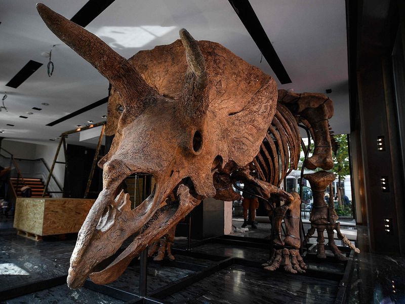 Big-John-triceratops-gallery_17ca29233d8_original-ratio.jpg