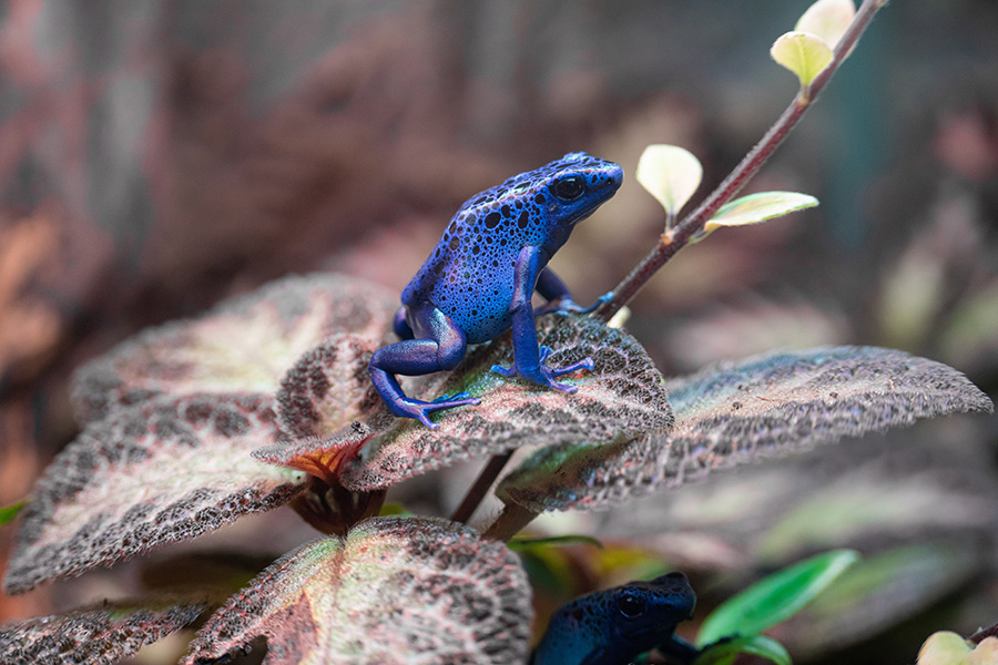 p-blue-poison-dart-frog.jpg