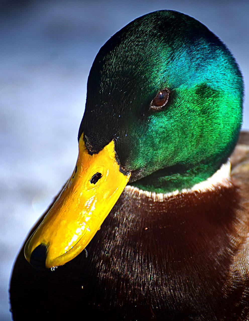 mallard-drake.jpg