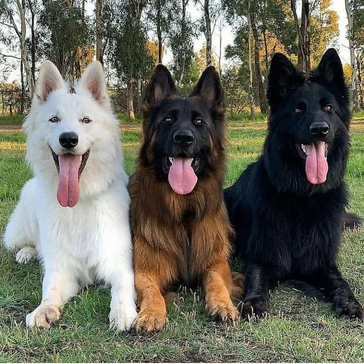 german-shepherd-in-different-colors.jpg