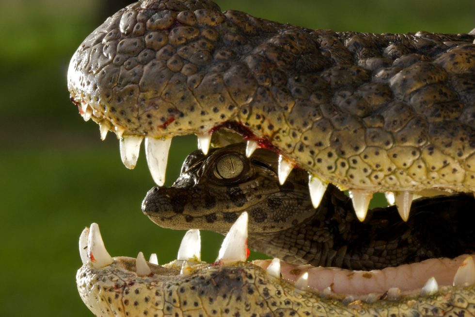 Caiman-baby-in-mouth-980x653.jpg