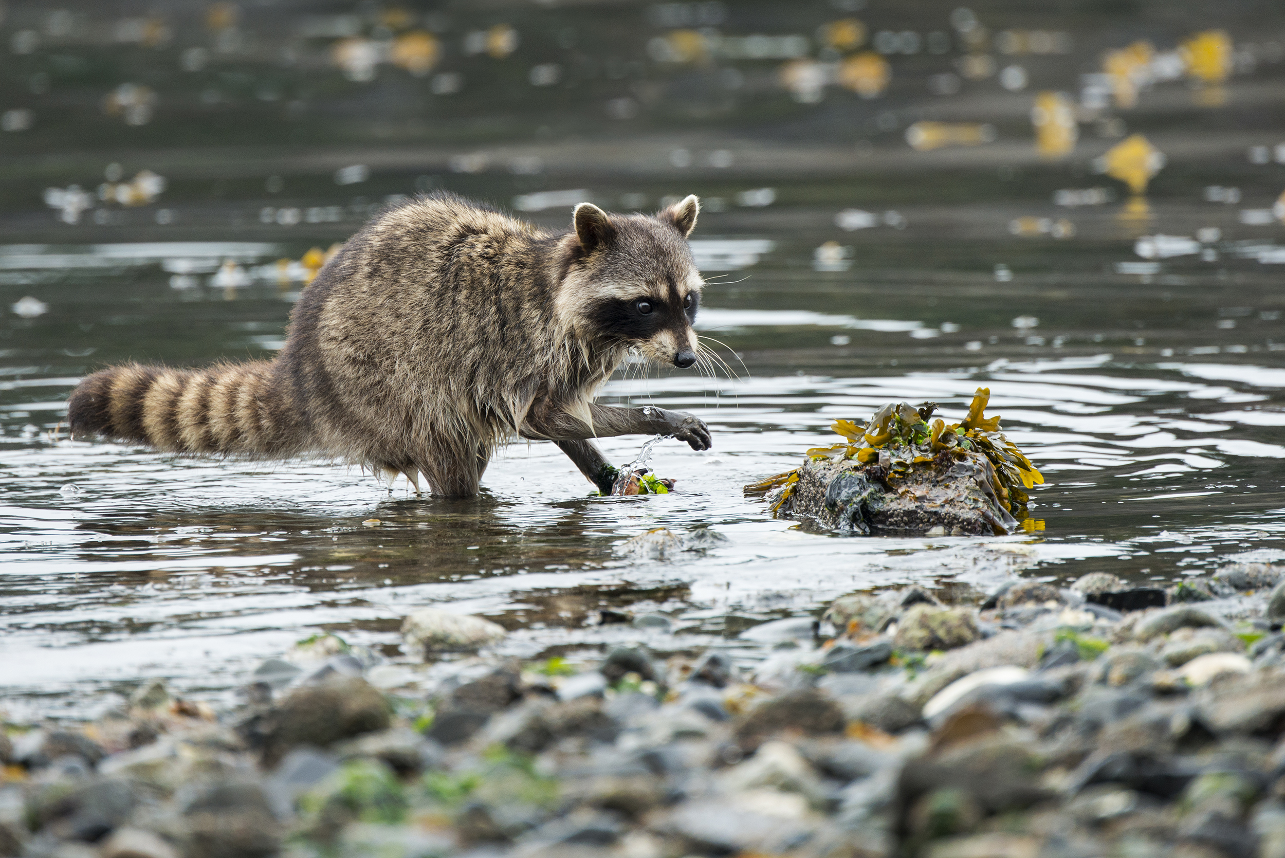 raccoon-intertidal.jpg