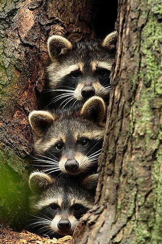 raccoon-family.jpg