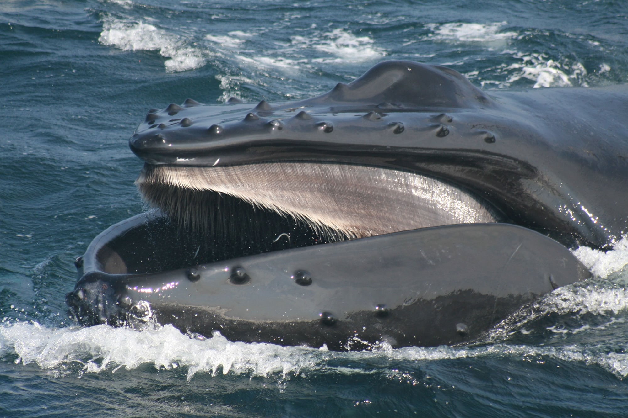 humpback-whale-wdc.jpg