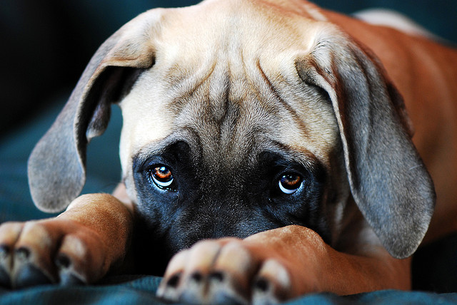 1077703474-sad-puppy.jpg