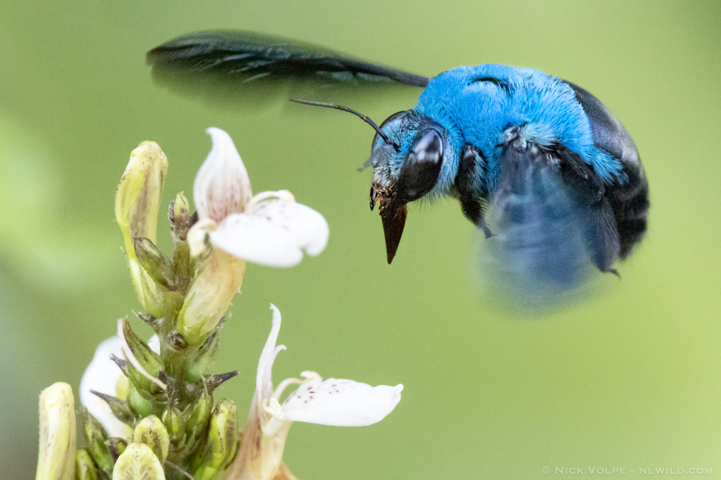 blue-carpenter-bee.jpg