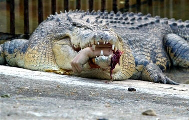 taiwan_crocodile_attack01.jpg