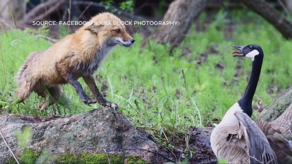 fox-vs--goose-1-6895202-1716321821470.jpeg
