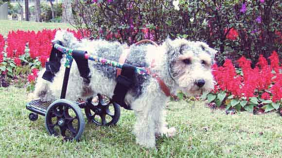 Normal-Life-Dogs-Disabilities-Large.jpg