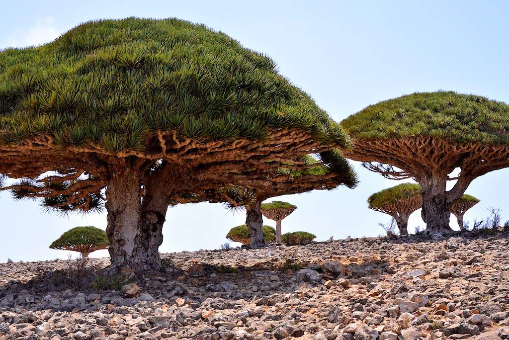 socotra3.jpg