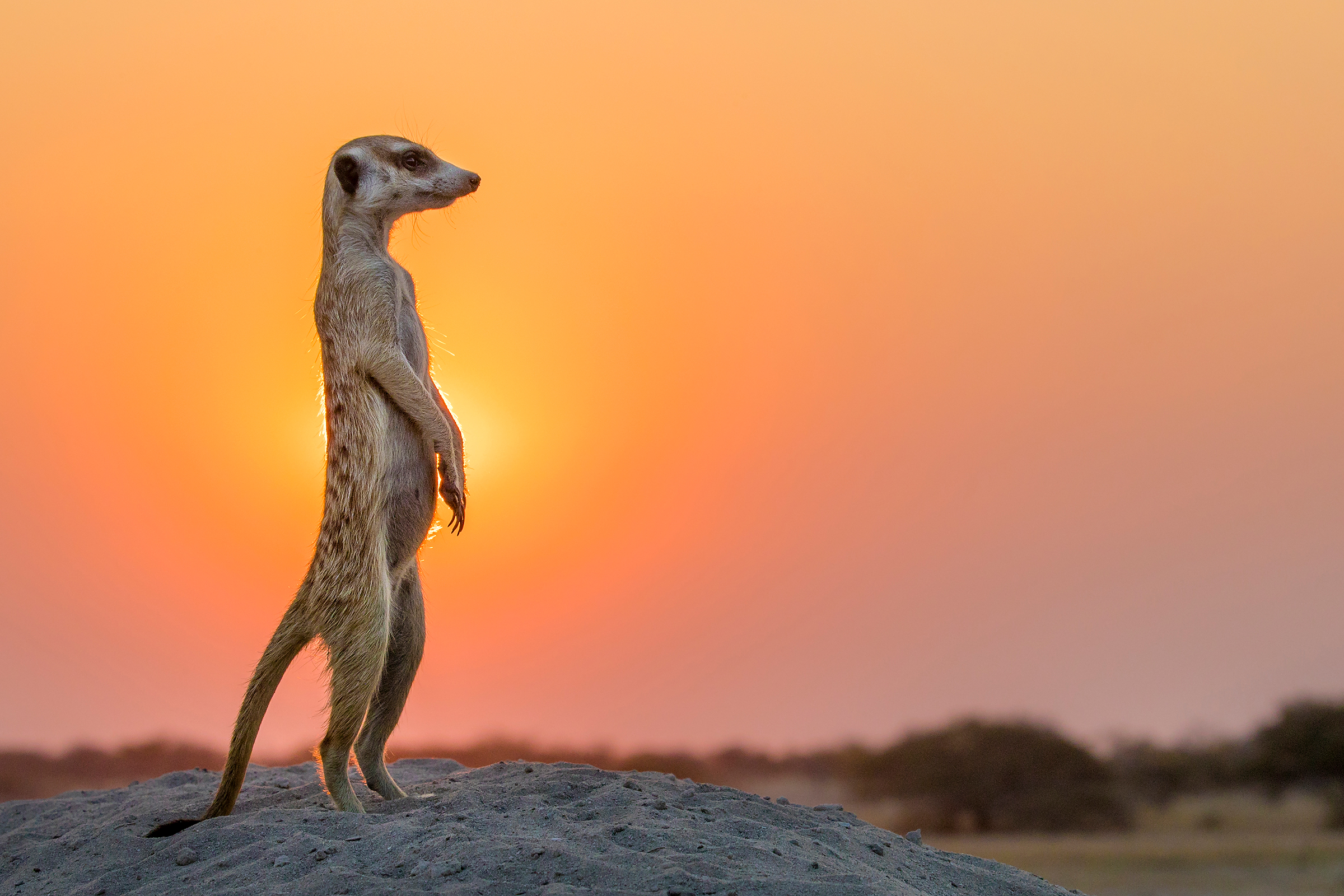 Meerkat-in-sunset.jpg