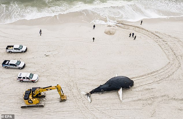 67157305-13592303-A_35_foot_long_humpback_whale_also_died_in_Long_Island_a_few_wee-a-5_1720112390589.jpg