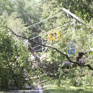 636084212589308850-Fallen-Trees-102.JPG