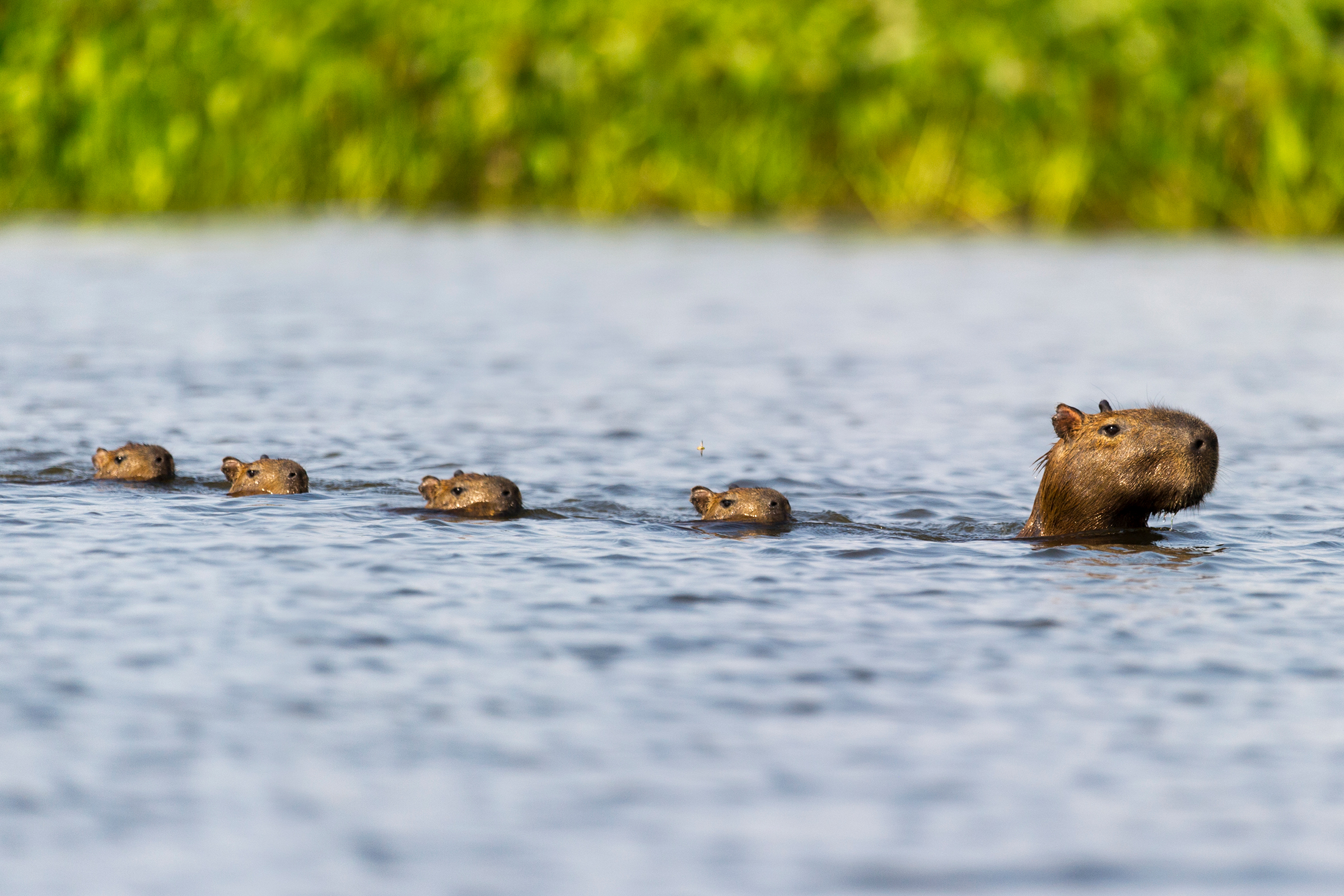 Capybara-river-crossing.jpg