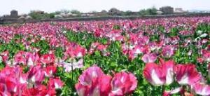 opium%20poppy%20field%20unodc_1.jpg