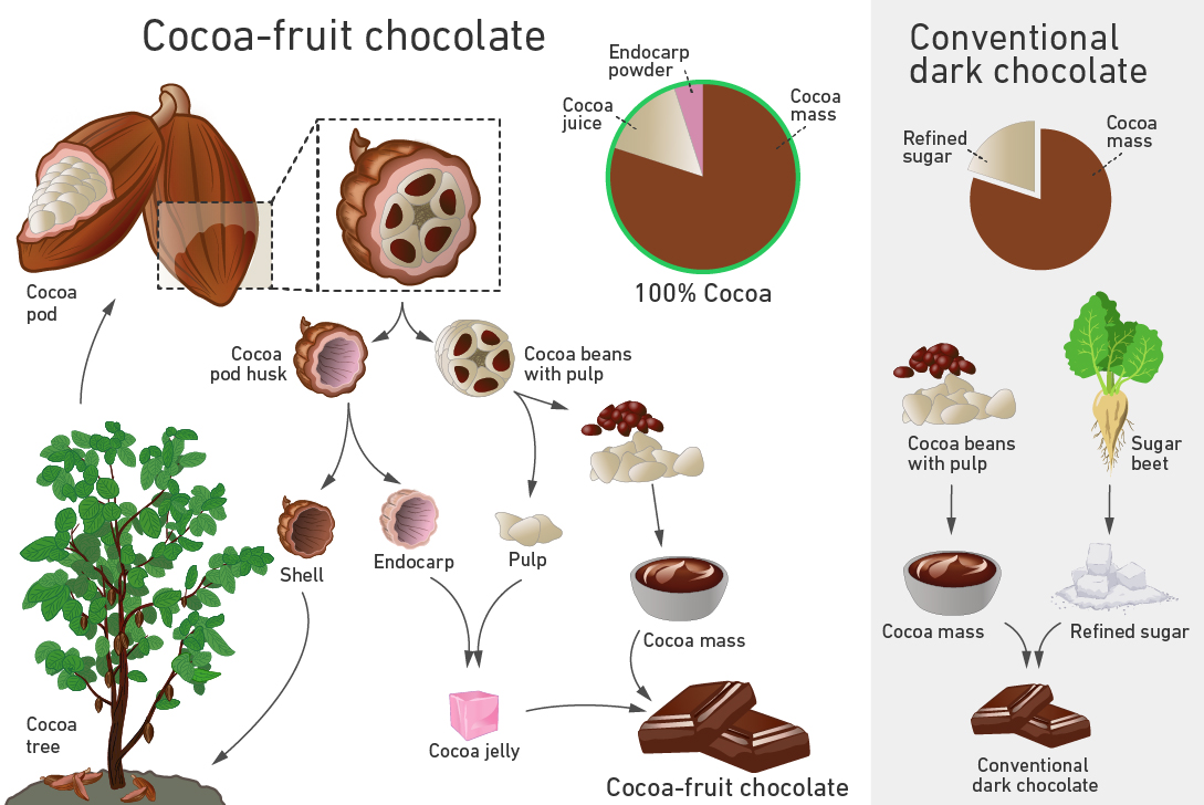 cocoa_fruit_production.jpg