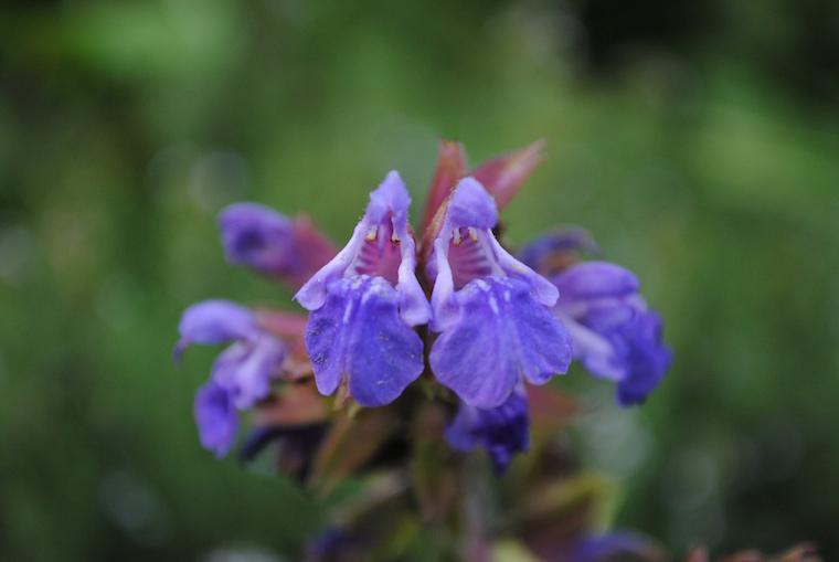 essential-oil-clary-sage.jpg