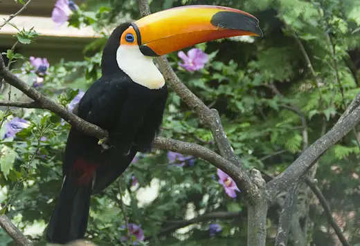 toco-toucan.jpg