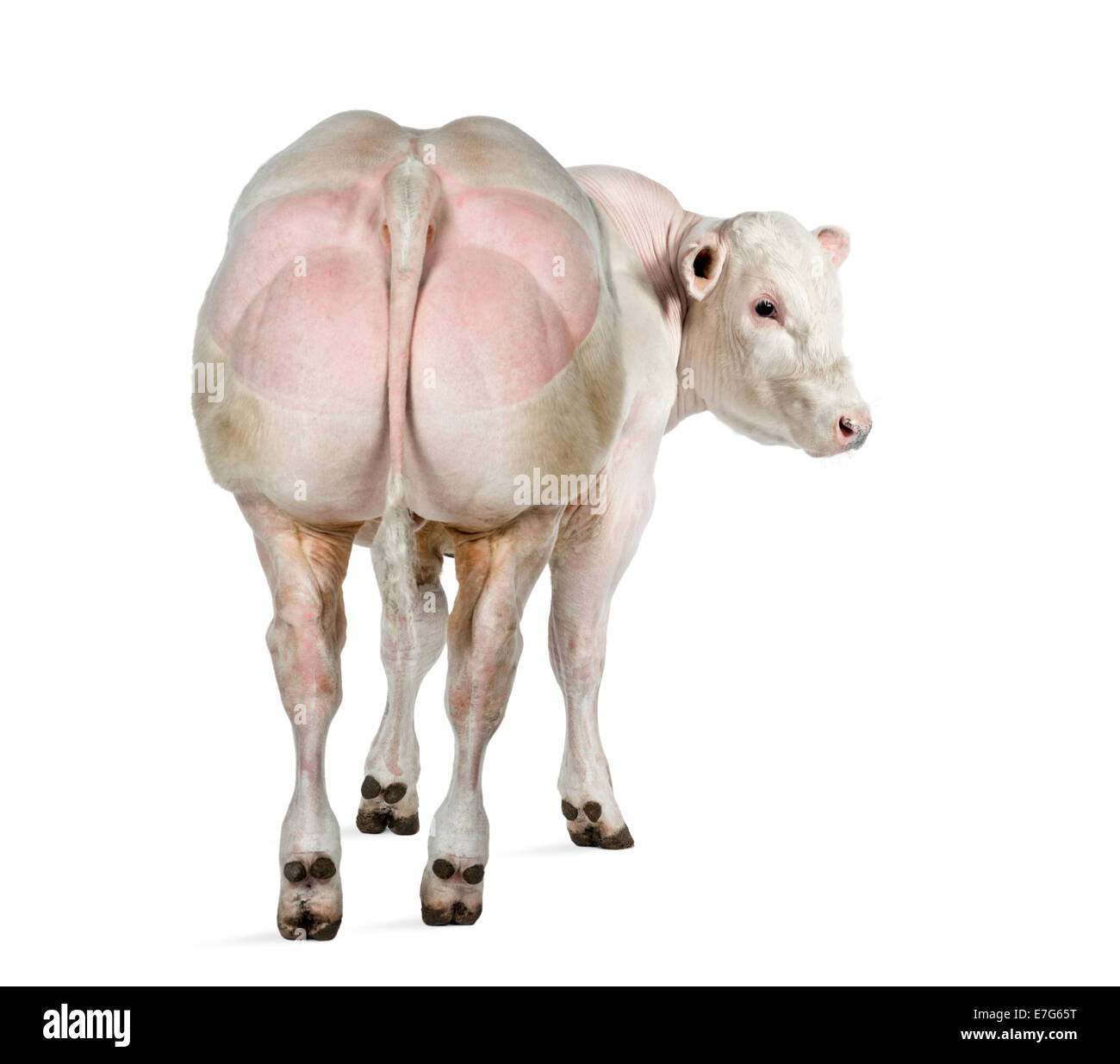 belgian-blue-bull-8-months-old-in-front-of-white-background-E7G65T.jpg