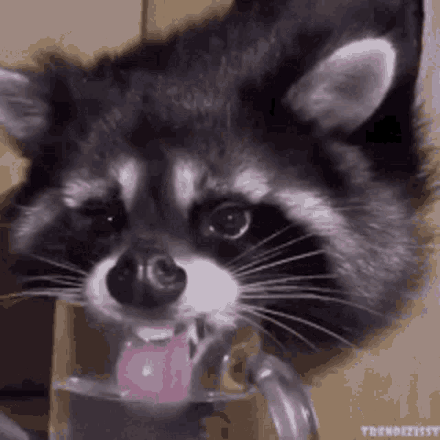 raccoon-thirsty.gif