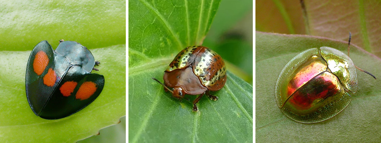 p-tortoise-beetles.jpg