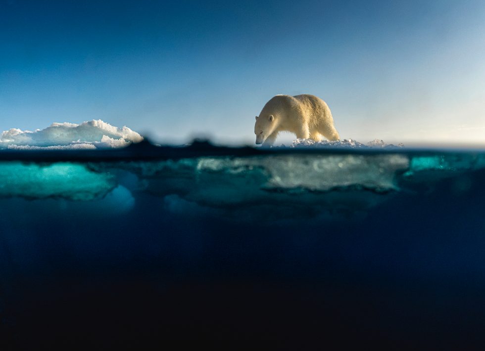 Polar-bear-980x710.jpg