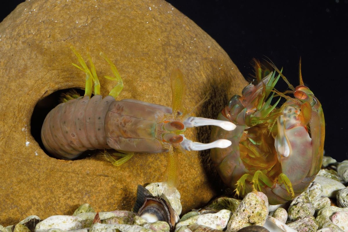 mantis-shrimp-fight.jpeg