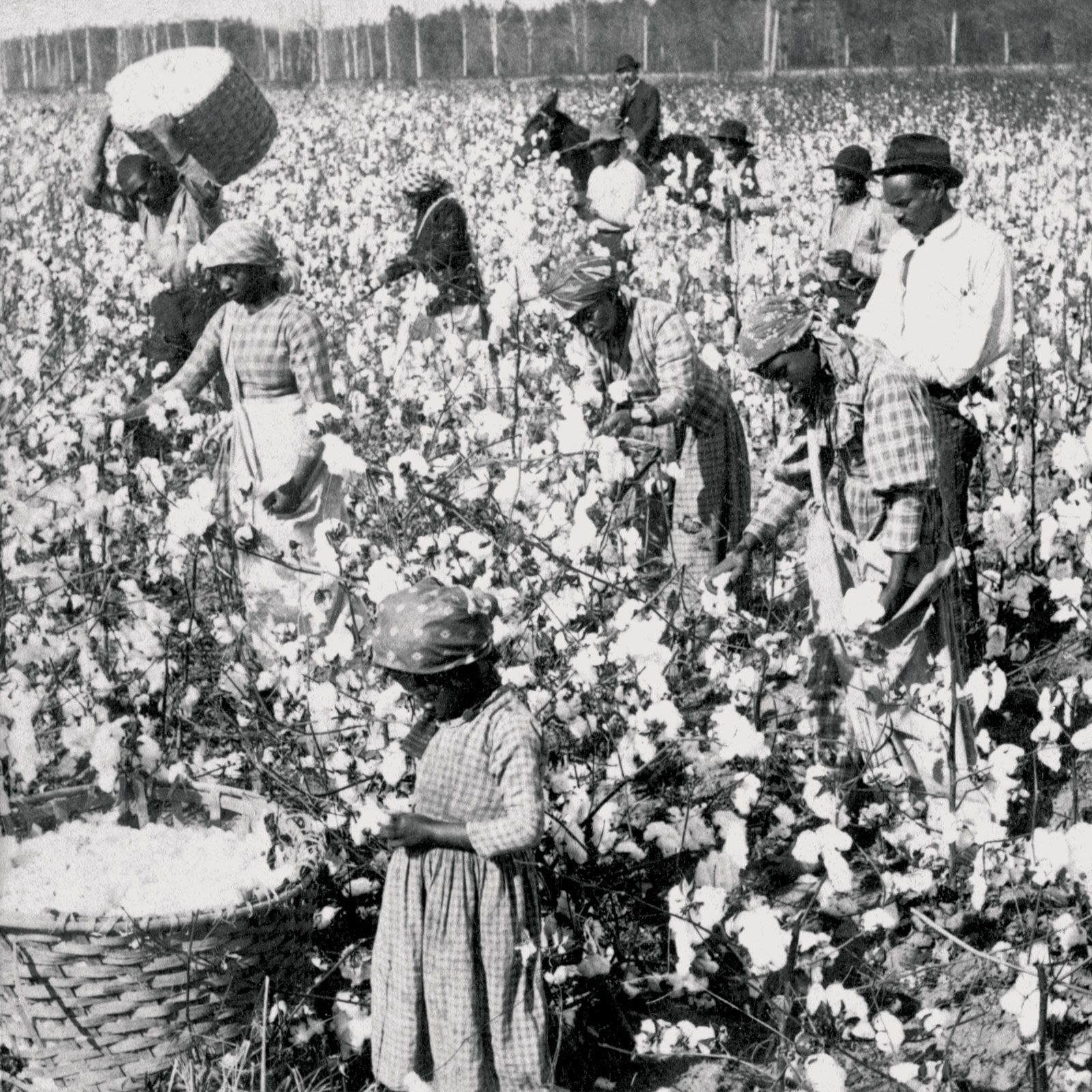 Slaves-cotton-Georgia.jpg