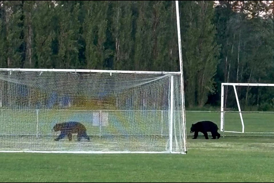 gaelic-football-bears.jpg;w=960;h=640;bgcolor=000000