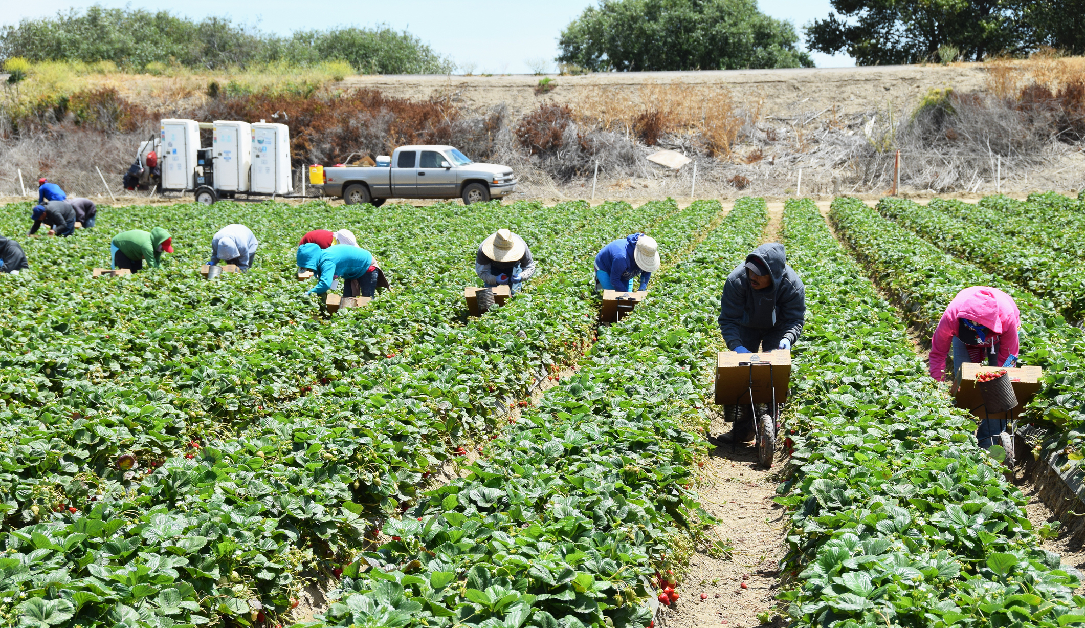 farmworkers.jpg