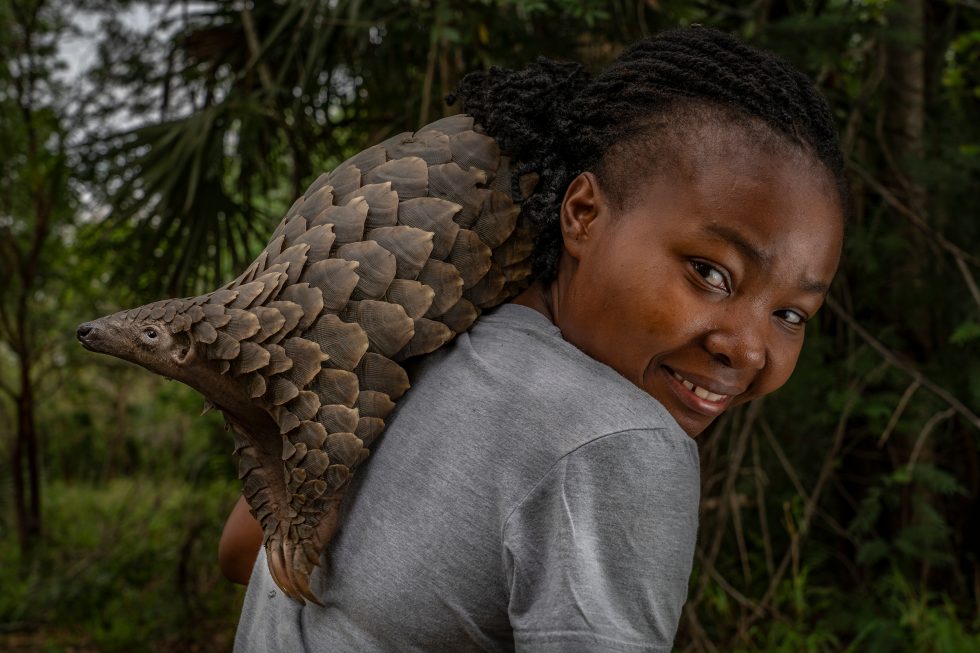 Pangolin-with-researcher-980x653.jpg