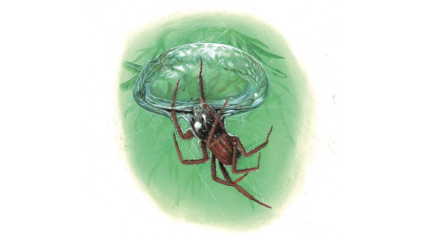 diving-bell-spider.jpg