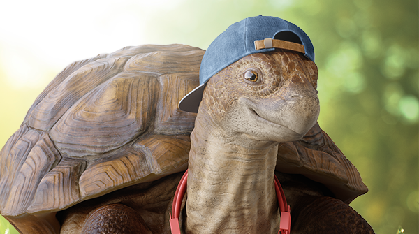 Xfinity on X: HELLO, TWITTER. It's Bill Slowsky Jr, and I'm super-stoked  to be taking over the Xfinity account today, cause it's #WorldTurtleDay.  Say hey with @Xfinity and #slowskys. https://t.co/kNpKtgaotG / X