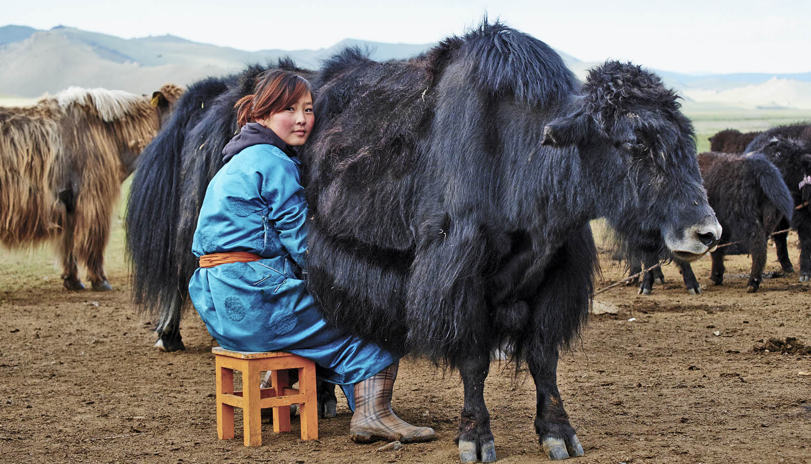 yak_milk_mongolia_1600.jpg