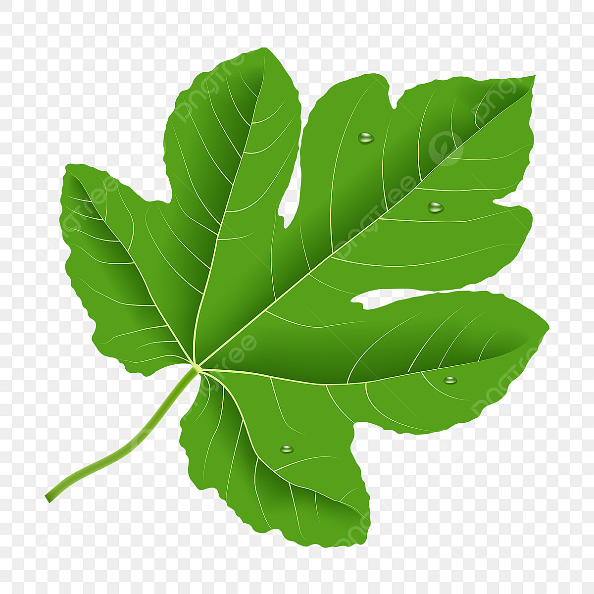 pngtree-realistic-fig-leaf-with-water-drops-png-image_6242169.jpg