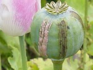 opium%20poppy%20unodc_5.jpg