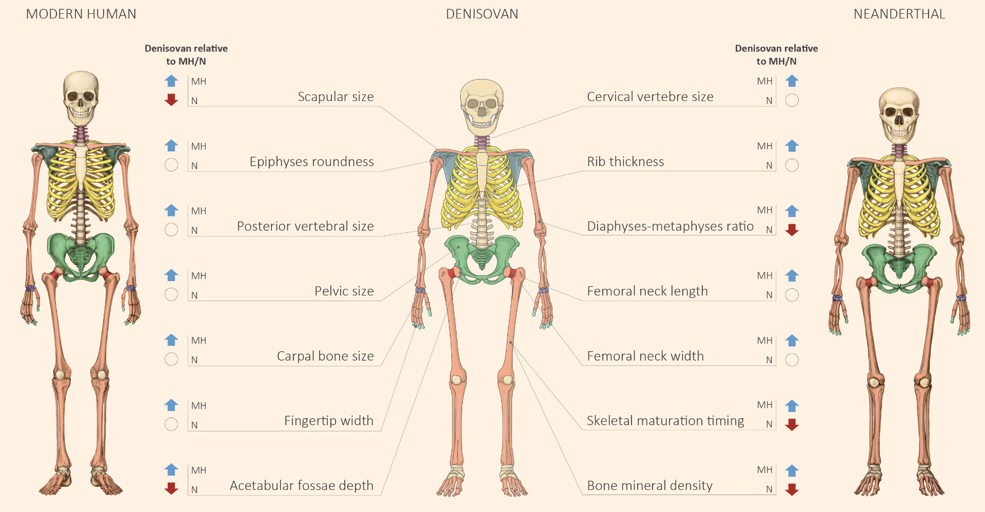 image_7610_3e-Denisovan-Anatomy.jpg