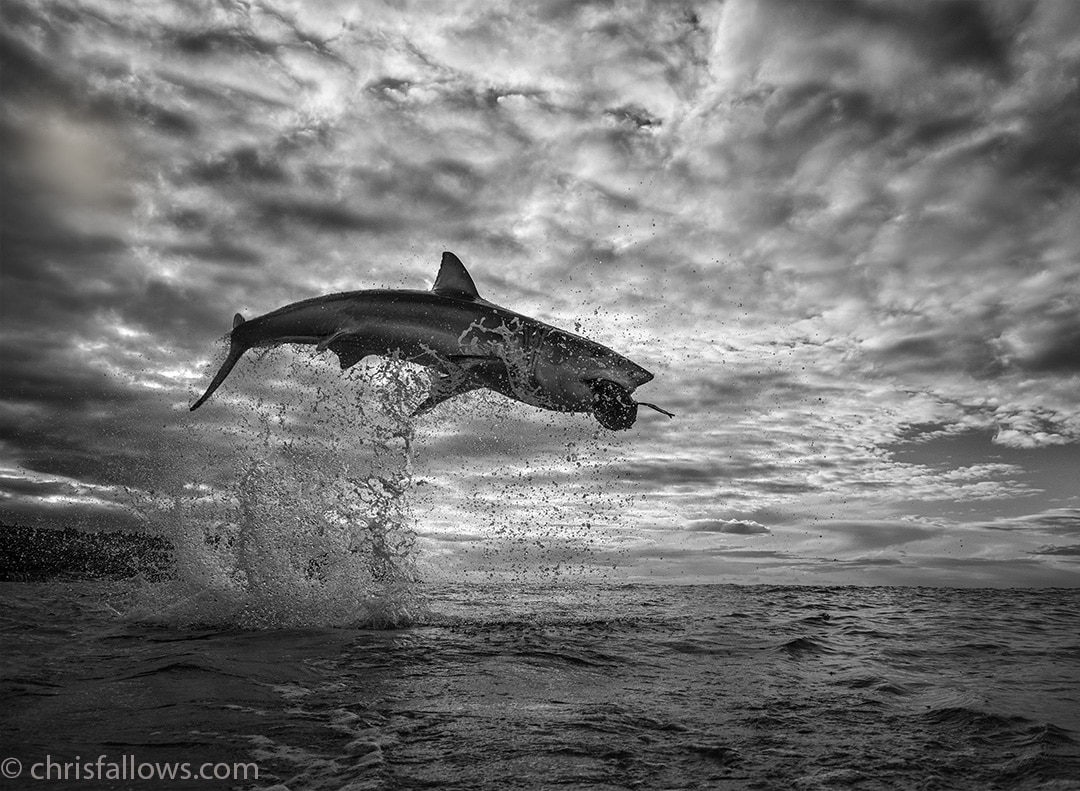 chris-fallows-shark-photography-2.jpg