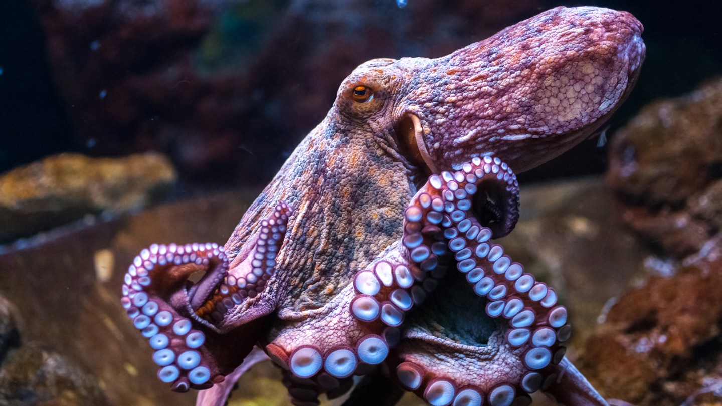 smart-octopus.jpg
