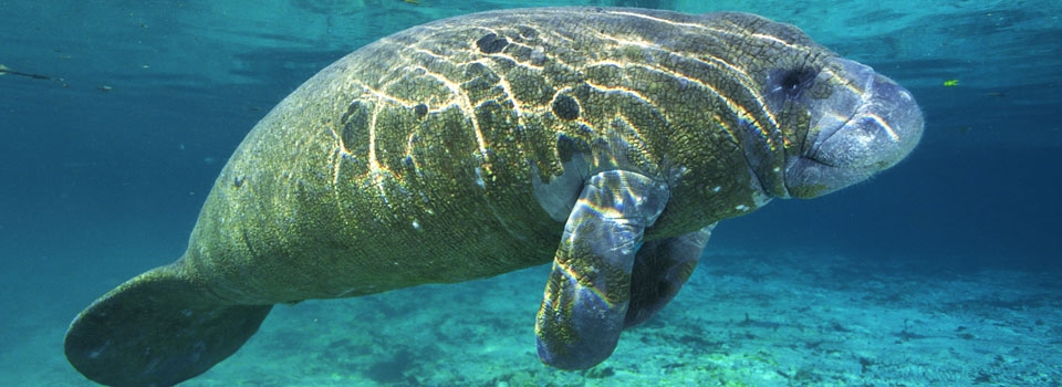 manateefacts_3.jpg