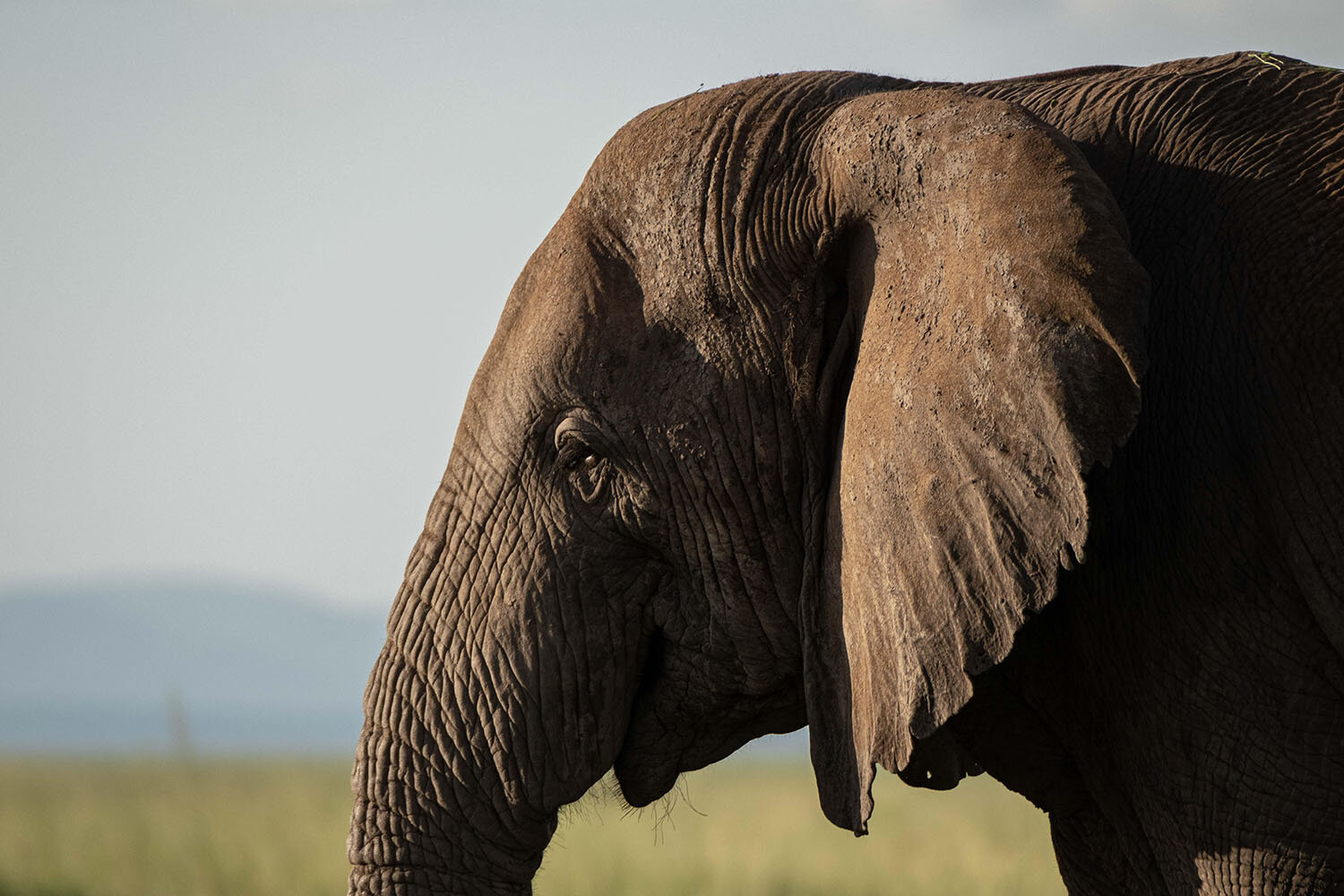 Elephant-Ears-by-Kathy-Karn-02.jpg