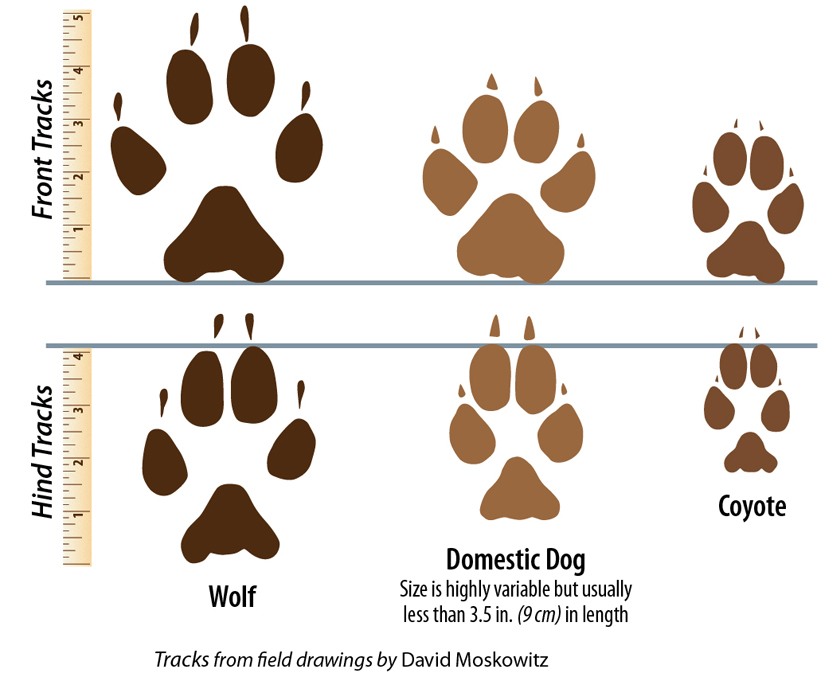 TrackSizeComparison.jpg