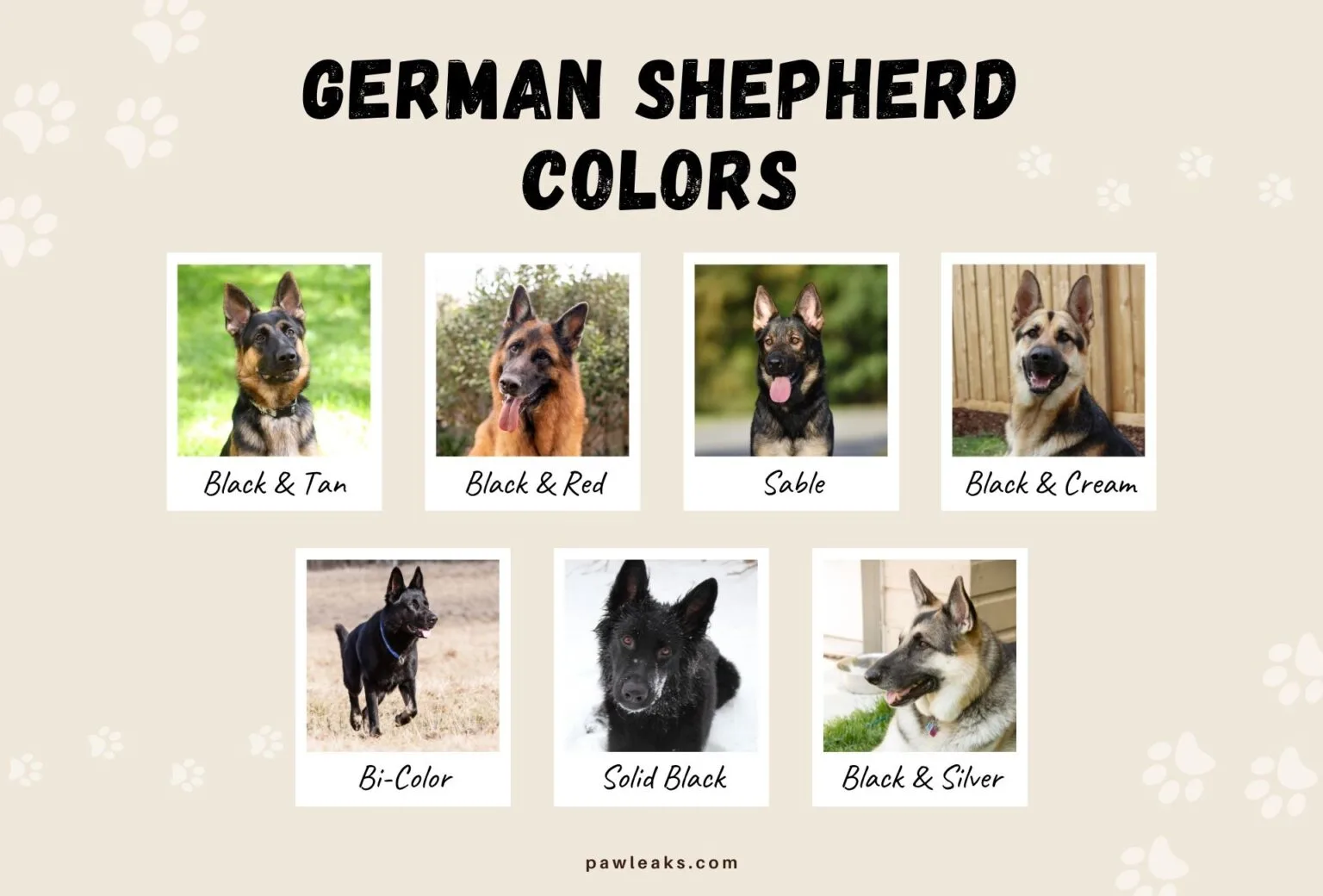 german-shepherd-colors-1536x1040.jpg.webp