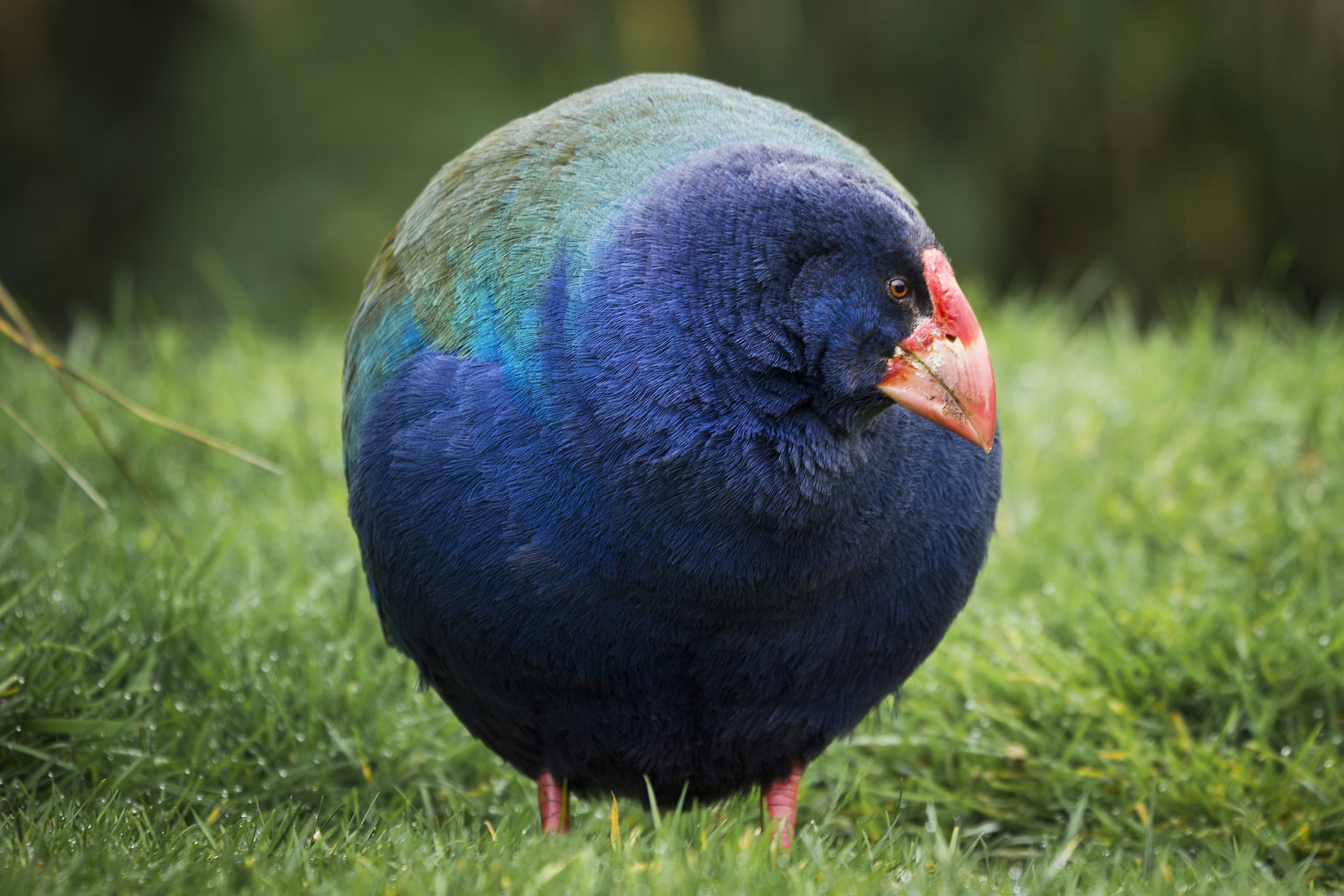 Takahe-scaled.jpg