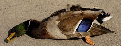 jr61052-dead-duck-fl.jpg