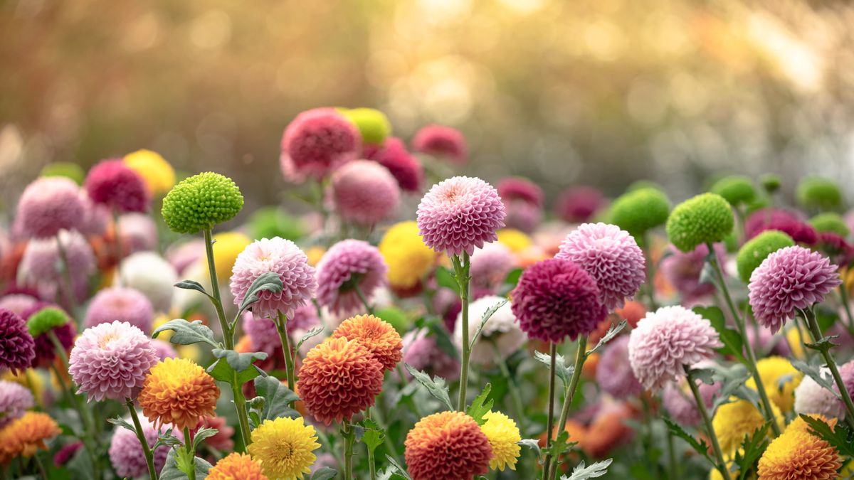 www.homesandgardens.com