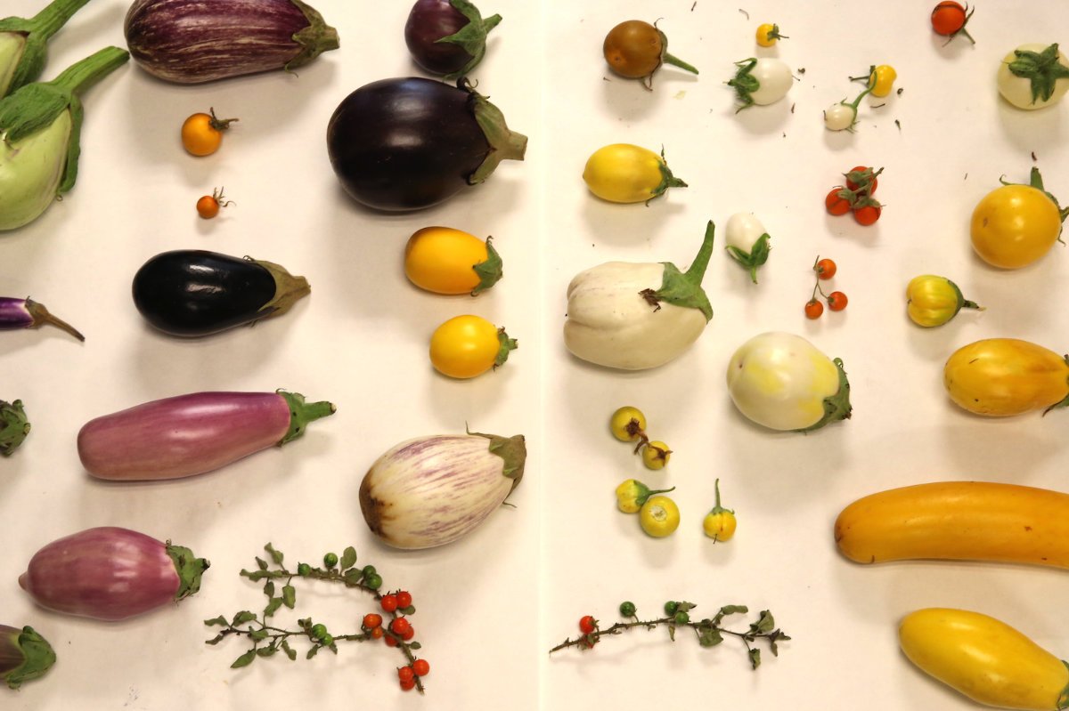 240422-crop-wild-relatives-seed-breeding-climate-change-1-top-v2.jpg
